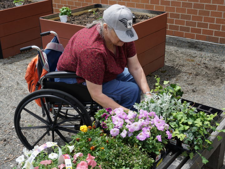 older person in wheelchair planting flowers