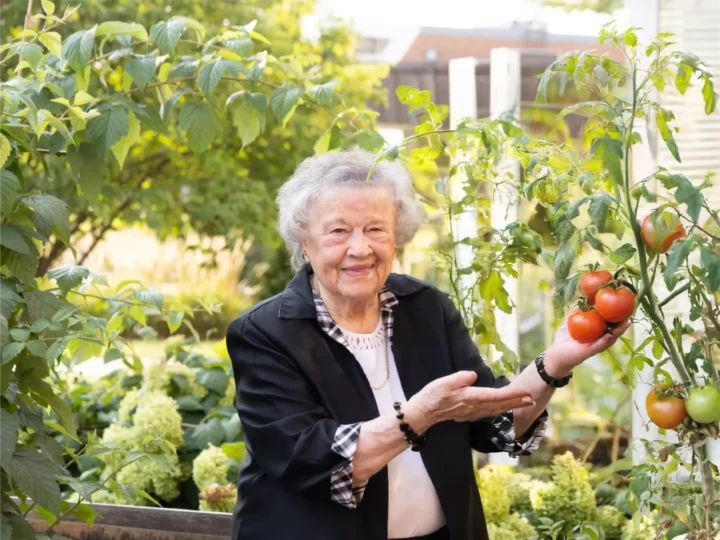 A senior woman holding tomatoes in the garden of her home at Central Baptist Village, A nursing home in Norridge, IL.